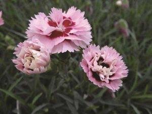 Dianthus hybrid 'Scent First Raspberry Surprise' Garden Pinks from Moose Crossing Garden Center