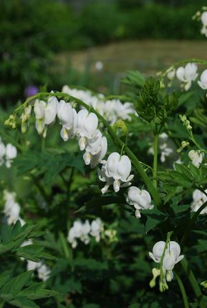 Dicentra spectabalis 'Alba' Bleeding Heart from Moose Crossing Garden Center