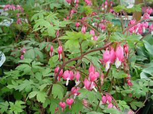Dicentra spectabalis Bleeding Heart from Moose Crossing Garden Center