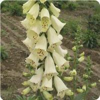 Digitalis ambigua 'Yellow' Foxglove from Moose Crossing Garden Center