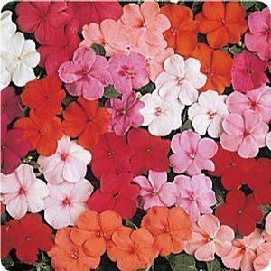 Impatiens Impatiens from Moose Crossing Garden Center