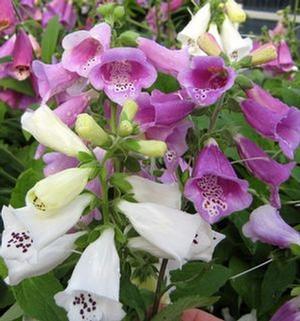 Digitalis purpurea 'Foxy' Foxglove from Moose Crossing Garden Center