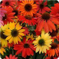 Echinacea purpurea 'Cheyenne Spirit' Coneflower from Moose Crossing Garden Center