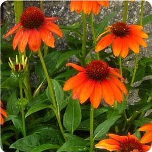 Echinacea purpurea 'Sombrero Flamenco Orange' Coneflower from Moose Crossing Garden Center