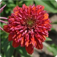 Echinacea purpurea 'Double Scoop Orangeberry' Coneflower from Moose Crossing Garden Center