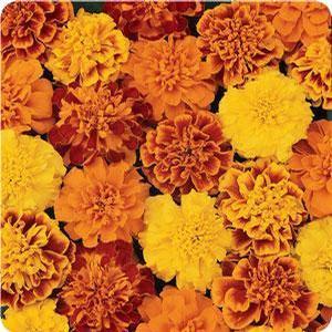 Marigold Marigold from Moose Crossing Garden Center