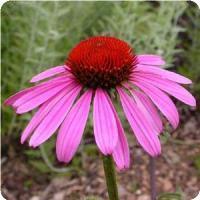 Echinacea purpurea 'Ruby Star' Coneflower from Moose Crossing Garden Center