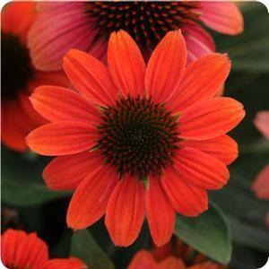 Echinacea purpurea 'Sombrero Hot Coral' Coneflower from Moose Crossing Garden Center