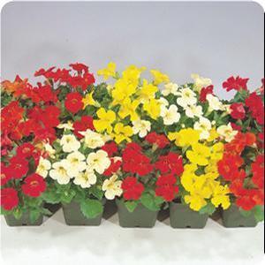 Mimulus Monkey Flower from Moose Crossing Garden Center
