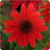 Echinacea purpurea 'Sombrero Salsa Red' Coneflower from Moose Crossing Garden Center