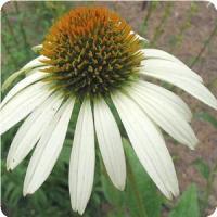 Echinacea purpurea 'White Swan' Coneflower from Moose Crossing Garden Center
