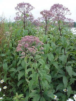 Eupatorium purpureum 'Gateway' Joe Pye Weed from Moose Crossing Garden Center