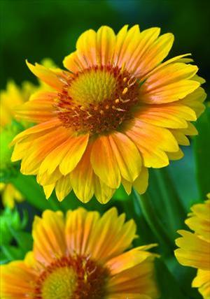 Gaillardia aristata 'Arizona Apricot Shades' Blanket Flower from Moose Crossing Garden Center