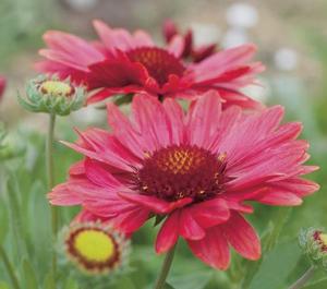 Gaillardia aristata 'Arizona Red Shades' Blanket Flower from Moose Crossing Garden Center