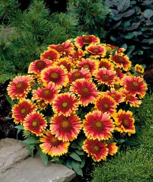 Gaillardia aristata 'Arizona Sun' Blanket Flower from Moose Crossing Garden Center