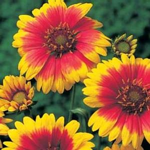 Gaillardia aristata 'Dazzler' Blanket Flower from Moose Crossing Garden Center