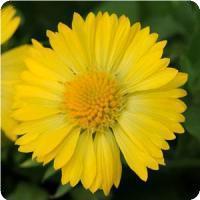 Gaillardia grandiflora 'Mesa Yellow' Blanket Flower from Moose Crossing Garden Center