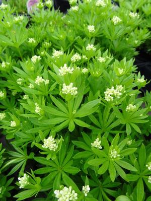 Galium odoratum Sweet Woodruff from Moose Crossing Garden Center