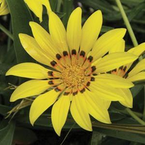 Gazania linearis 'Gold' Gazania from Moose Crossing Garden Center