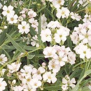 Gypsophila repens 'Filou White' Creeping Baby's Breath from Moose Crossing Garden Center