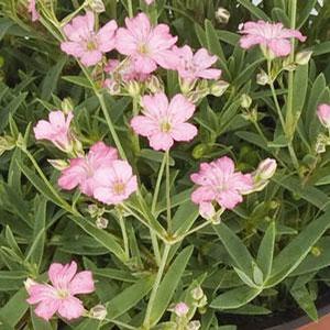 Gypsophila repens 'Filou Rose' Creeping Baby's Breath from Moose Crossing Garden Center