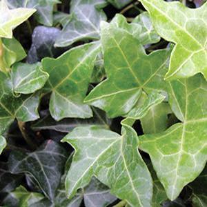 Hedera helix 'Thorndale' English Ivy from Moose Crossing Garden Center