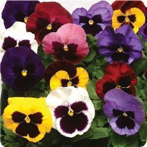 Pansy Pansy from Moose Crossing Garden Center