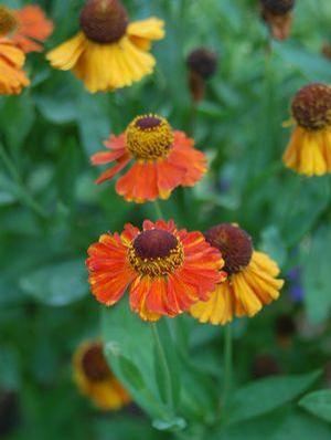 Helenium hybrid 'Mardi Gras' Sneezeweed from Moose Crossing Garden Center