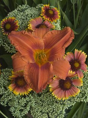 Hemerocallis hybrid 'Alabama Jubilee' Daylily from Moose Crossing Garden Center