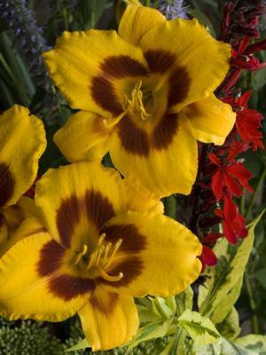 Hemerocallis hybrid 'Black-eyed Susan' Daylily from Moose Crossing Garden Center