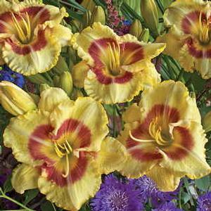 Hemerocallis hybrid 'Monterrey Jack' Daylily from Moose Crossing Garden Center