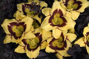 Hemerocallis hybrid 'El Desperado' Daylily from Moose Crossing Garden Center