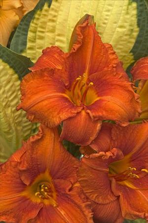 Hemerocallis hybrid 'Fire King' Daylily from Moose Crossing Garden Center