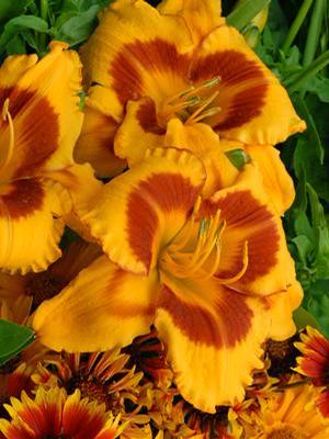 Hemerocallis hybrid 'Fooled Me' Daylily from Moose Crossing Garden Center