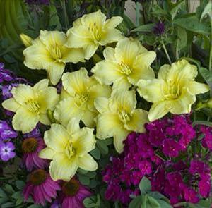 Hemerocallis hybrid 'Rainbow Rhythm Going Bananas' Daylily from Moose Crossing Garden Center