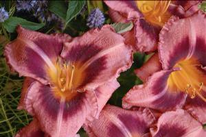 Hemerocallis hybrid 'Just Plum Happy' Daylily from Moose Crossing Garden Center