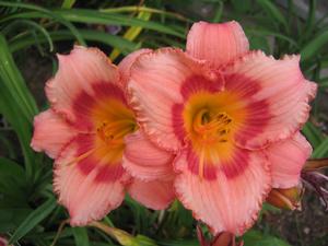 Hemerocallis hybrid 'Strawberry Candy' Daylily from Moose Crossing Garden Center