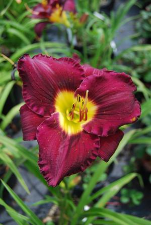 Hemerocallis hybrid 'Bela Lugosi' Daylily from Moose Crossing Garden Center
