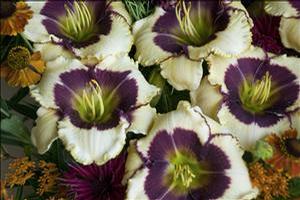 Hemerocallis hybrid 'Blackthorne' Daylily from Moose Crossing Garden Center