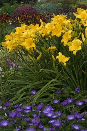 Hemerocallis hybrid 'Buttered Popcorn' Daylily from Moose Crossing Garden Center