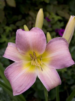 Hemerocallis hybrid 'Catherine Woodbury' Daylily from Moose Crossing Garden Center