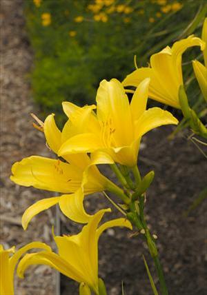 Hemerocallis hybrid 'Hyperion' Daylily from Moose Crossing Garden Center