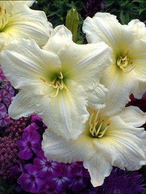Hemerocallis hybrid 'Joan Senior' Daylily from Moose Crossing Garden Center