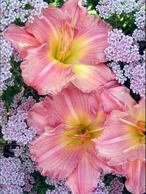 Hemerocallis hybrid 'Jolyene Nichole' Daylily from Moose Crossing Garden Center