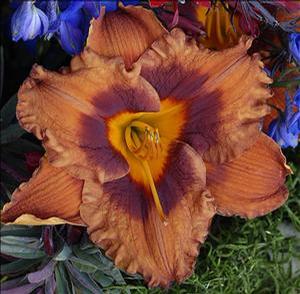 Hemerocallis hybrid 'Mighty Chestnut' Daylily from Moose Crossing Garden Center