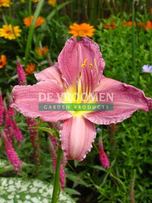 Hemerocallis hybrid 'Prairie Blue Eyes' Daylily from Moose Crossing Garden Center