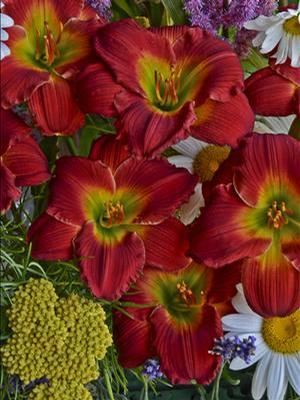 Hemerocallis hybrid 'Red Hot Returns' Daylily from Moose Crossing Garden Center