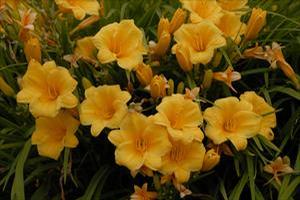Hemerocallis hybrid 'Stella d'oro' Daylily from Moose Crossing Garden Center