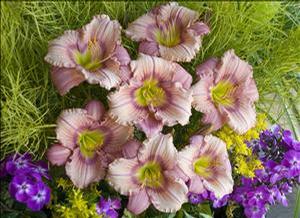 Hemerocallis hybrid 'Stephanie Returns' Daylily from Moose Crossing Garden Center