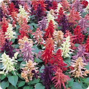Salvia Salvia from Moose Crossing Garden Center